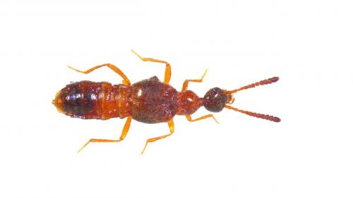 Autalia sp.